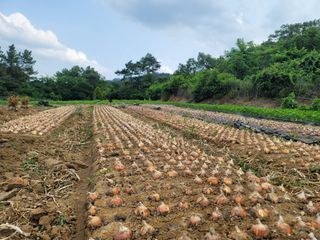 윤병주님의 양파 · 자유게시판 작성글 사진