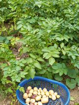 팜모닝 감자·자유게시판 게시글 이미지