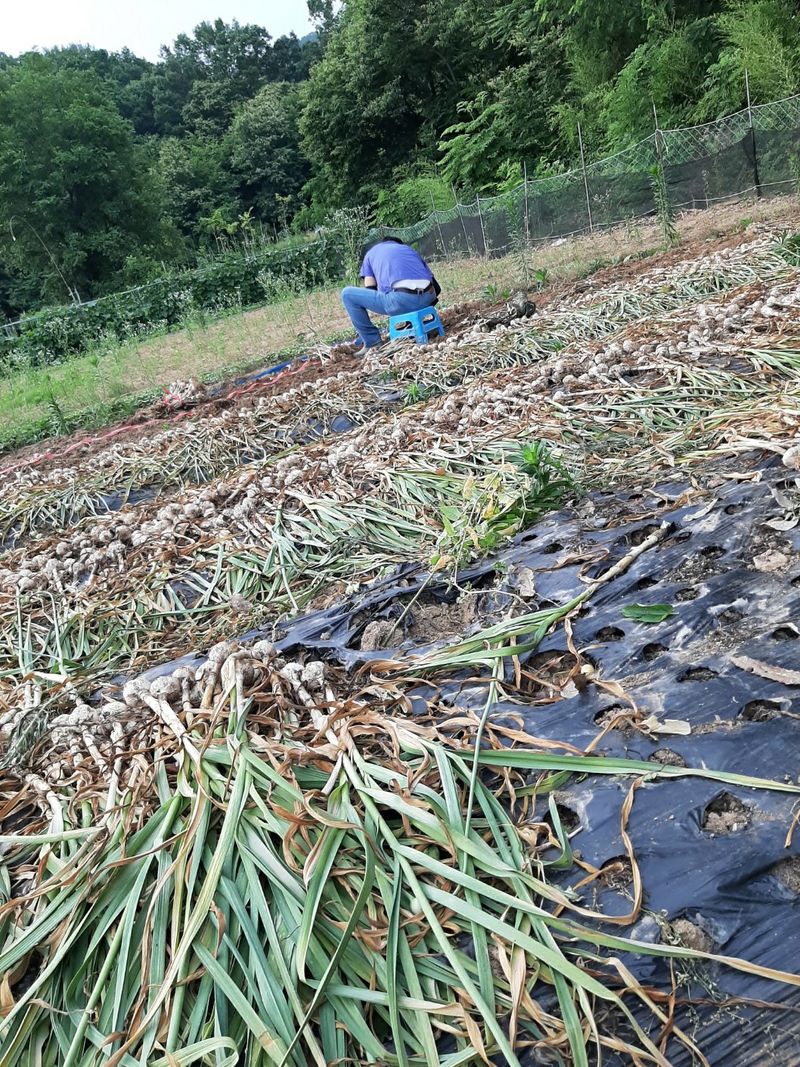 한영오님의 장터 판매 상품 [현재 품절되었습니다] 첨부 사진