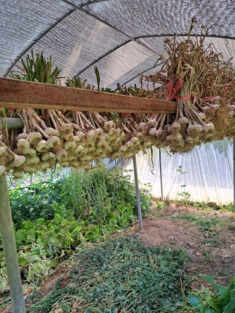 한영오님의 장터 판매 상품 [현재 품절되었습니다] 첨부 사진