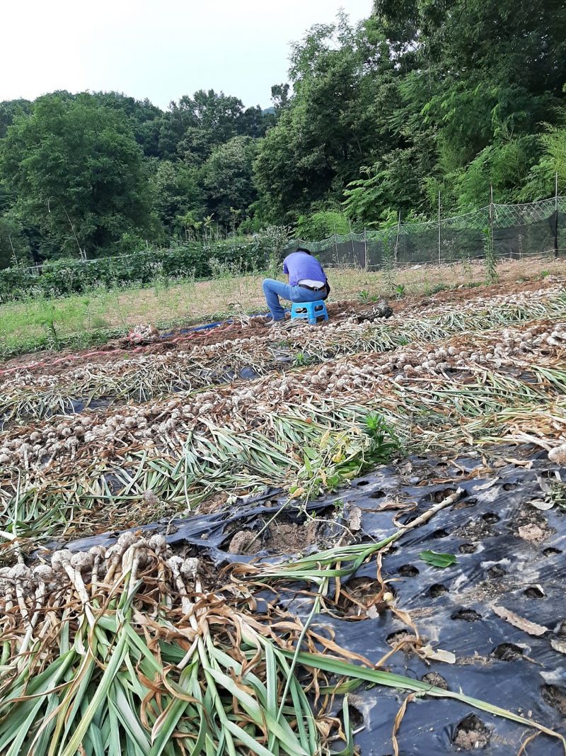 한영오님의 장터 판매 상품 [현재 품절되었습니다] 첨부 사진