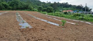 이주일 님의 호박 · 자유게시판 작성글 사진