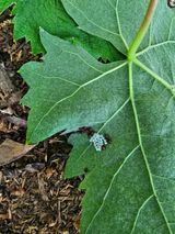 팜모닝 포도·병해충상담 게시글 이미지