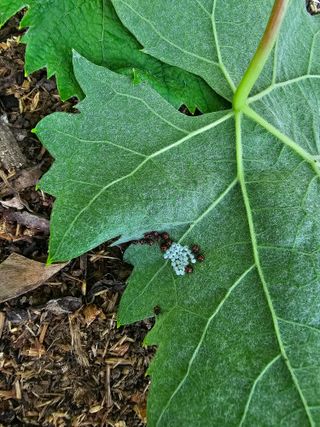 박세연님의 포도 · 병해충상담 작성글 사진