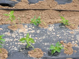 이현철님의 참깨 · 병해충상담 작성글 사진