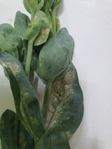 팜모닝 기타작물·병해충상담 게시글 이미지