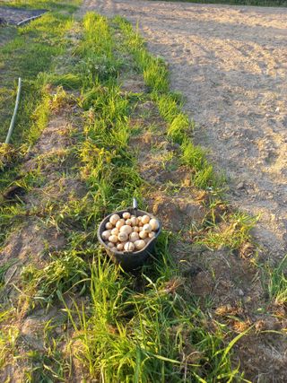 고랑이랑 임수연님의 감자 · 자유게시판 작성글 사진