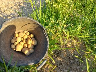 고랑이랑 임수연님의 감자 · 자유게시판 작성글 사진