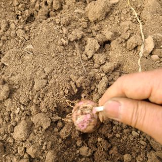 박정희님의 마늘 · 수확 작성글 사진