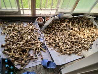 박정희님의 마늘 · 수확 작성글 사진