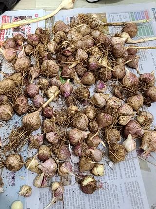 박정희님의 마늘 · 수확 작성글 사진