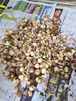 박정희님의 마늘 · 수확 작성글 사진