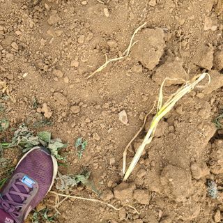 박정희님의 마늘 · 수확 작성글 사진