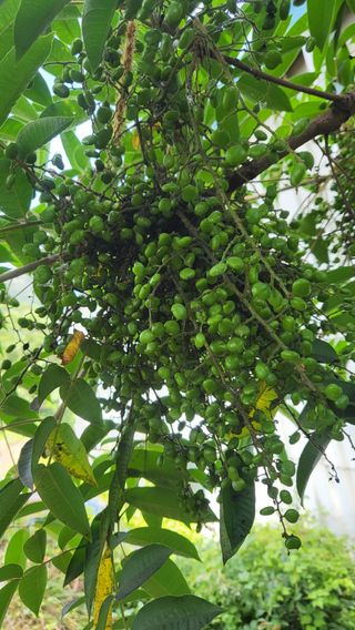 산딸기 쌍둥맘 영신님의 자유주제 · 자유게시판 작성글 사진