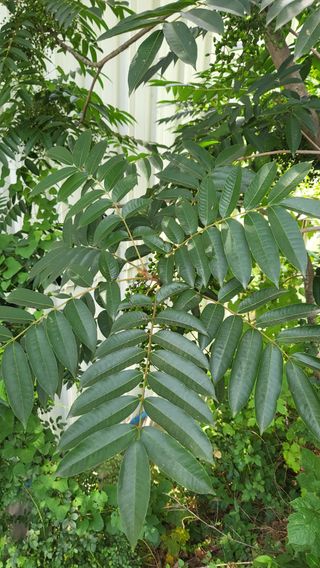 산딸기 쌍둥맘 영신님의 자유주제 · 자유게시판 작성글 사진