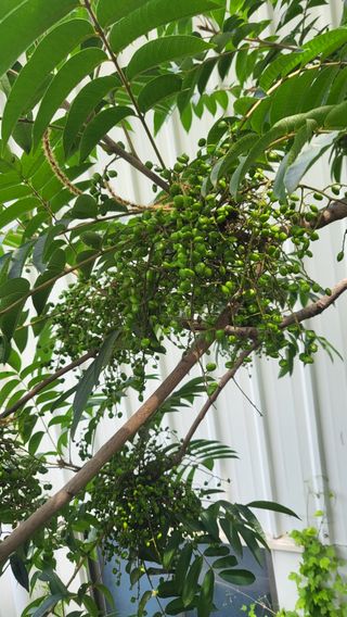 산딸기 쌍둥맘 영신님의 자유주제 · 자유게시판 작성글 사진