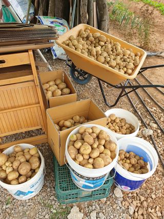 편점님의 감자 · 영농일지 작성글 사진