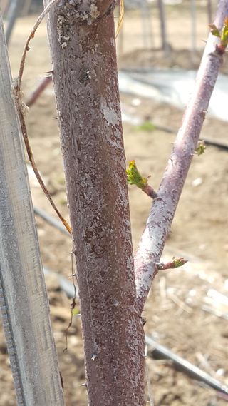마커스님의 딸기 · 병해충상담 작성글 사진