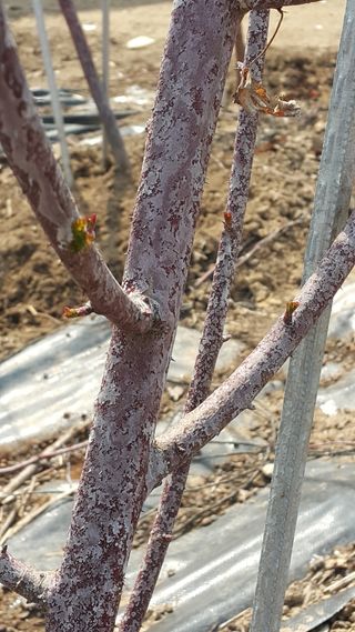 마커스님의 딸기 · 병해충상담 작성글 사진
