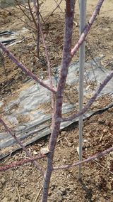 팜모닝 딸기·병해충상담 게시글 이미지