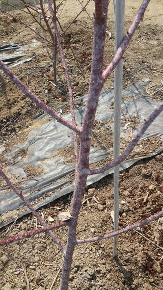 마커스님의 딸기 · 병해충상담 작성글 사진