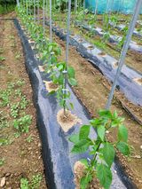 팜모닝 장마 대비 어떻게 하셨나요?·참여 게시글 이미지