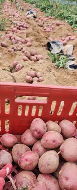 팜모닝 감자·자유게시판 게시글 이미지