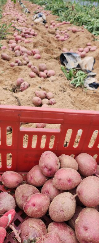 프로님의 감자 · 자유게시판 작성글 사진