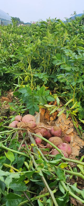 프로님의 감자 · 자유게시판 작성글 사진