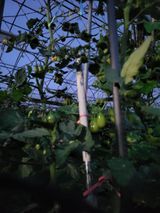 팜모닝 토마토·일상 게시글 이미지