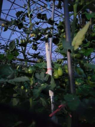 미강님의 토마토 · 일상 작성글 사진