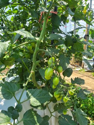 미강님의 토마토 · 일상 작성글 사진