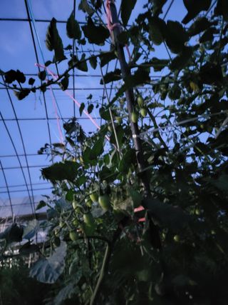 미강님의 토마토 · 일상 작성글 사진