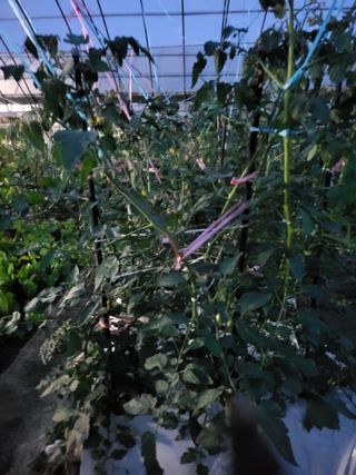 미강님의 토마토 · 일상 작성글 사진