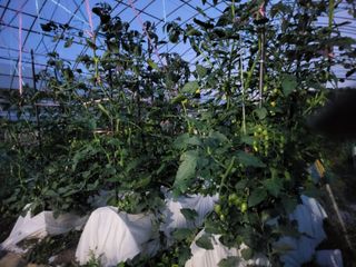 미강님의 토마토 · 일상 작성글 사진