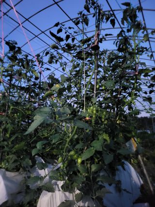 미강님의 토마토 · 일상 작성글 사진