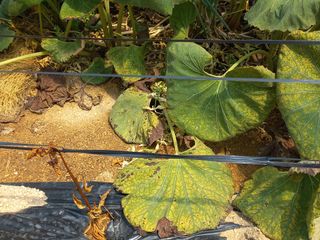 박춘형님의 고추 · 병해충상담 작성글 사진