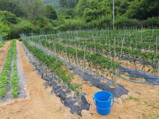 마늘20565님의 고추 · 자연재해•동물피해 작성글 사진