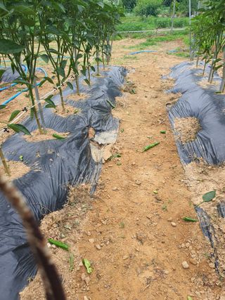 마늘20565님의 고추 · 자연재해•동물피해 작성글 사진