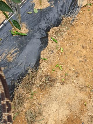 마늘20565님의 고추 · 자연재해•동물피해 작성글 사진