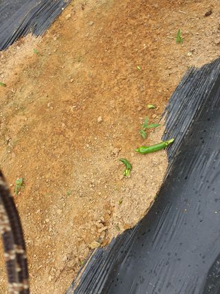 마늘20565님의 고추 · 자연재해•동물피해 작성글 사진