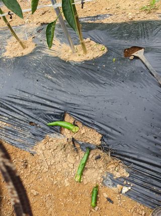 마늘20565님의 고추 · 자연재해•동물피해 작성글 사진