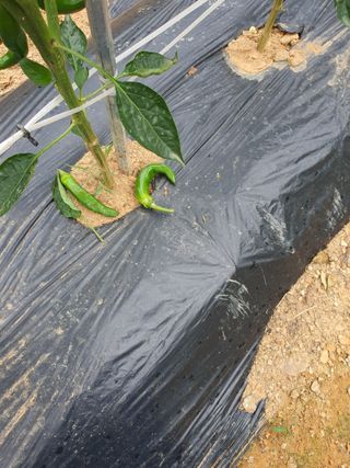 마늘20565님의 고추 · 자연재해•동물피해 작성글 사진