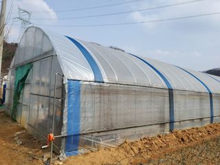 광주당근님의 고추 · 병해충상담 작성글 사진