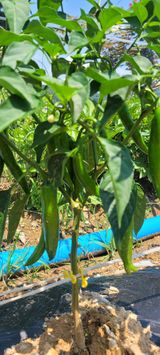 팜모닝 장마 대비 어떻게 하셨나요?·참여 게시글 이미지