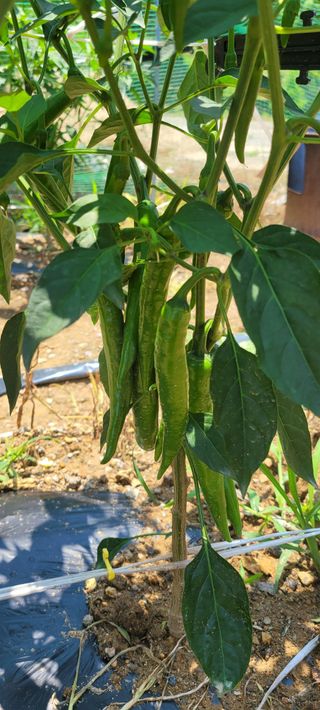 한상동님의 장마 대비 어떻게 하셨나요? · 참여 작성글 사진