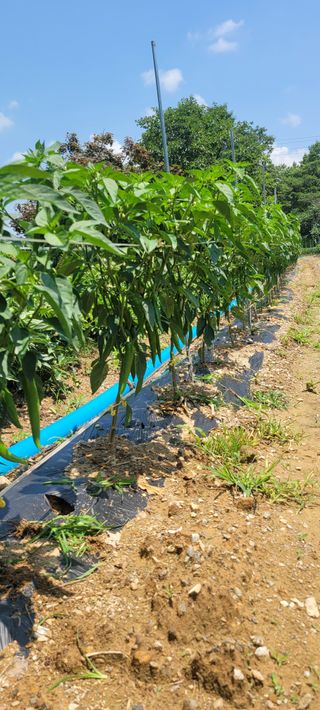 한상동님의 장마 대비 어떻게 하셨나요? · 참여 작성글 사진