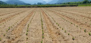 최한수님의 장마 대비 어떻게 하셨나요? · 참여 작성글 사진