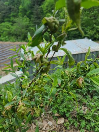 고세웅님의 복숭아 · 병해충상담 작성글 사진