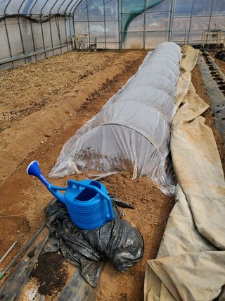 광주당근님의 상추 · 병해충상담 작성글 사진